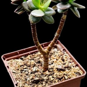 Crassula ovata var. minor `Hime Ougon Kagetsu` -Korea(9x9)- 2866(41)