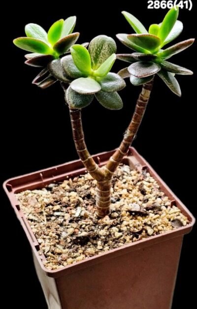Crassula ovata var. minor `Hime Ougon Kagetsu` -Korea(9x9)- 2866(41)