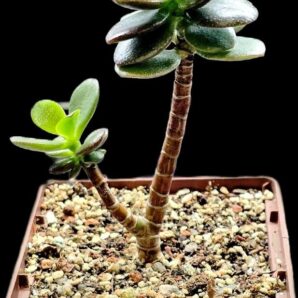 Crassula ovata var. minor `Hime Ougon Kagetsu` -Korea(9x9)- 2867(41)