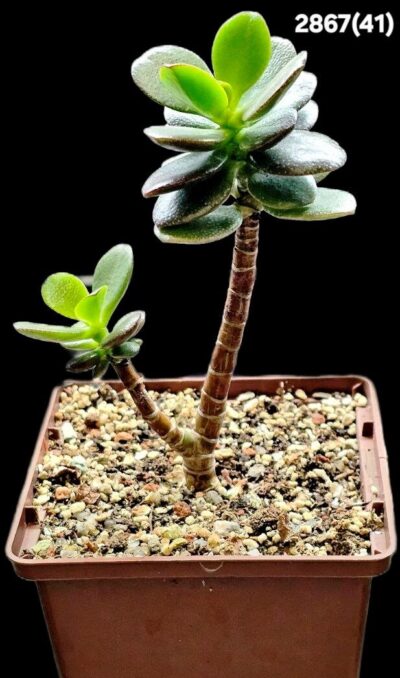 Crassula ovata var. minor `Hime Ougon Kagetsu` -Korea(9x9)- 2867(41)