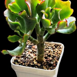 Crassula arborescens ssp. undulatifolia `Curly Bird`- Korea (D plant=11)-2868(65)