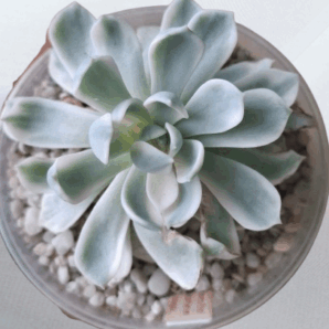 Echeveria Royal Chrisanthemum variegata, горщик 11 см