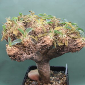 euphorbia-guillauminiana-1