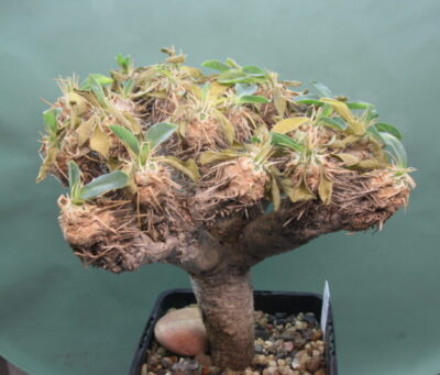 euphorbia-guillauminiana-1