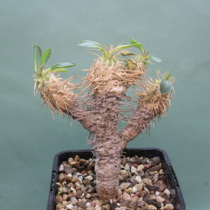 euphorbia-guillauminiana-2