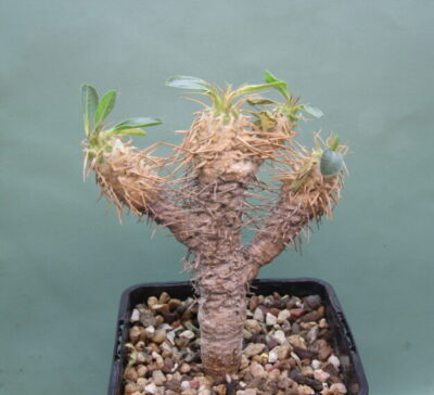 euphorbia-guillauminiana-2