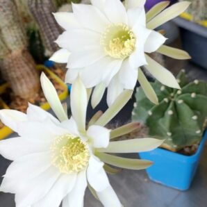 Echinopsis denudata