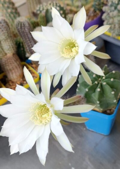 Echinopsis denudata