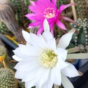 Echinopsis subdenudata