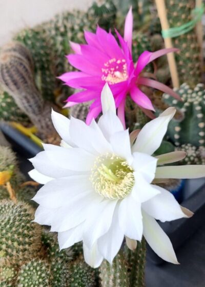 Echinopsis subdenudata