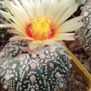 Astrophytum asterias sk