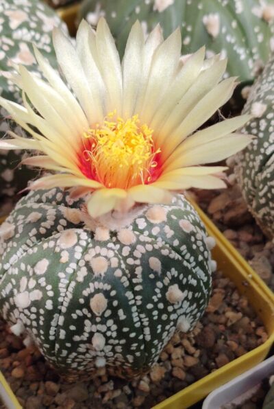 Astrophytum asterias sk