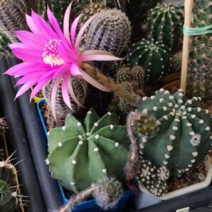 Echinopsis subdenudata