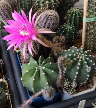 Echinopsis subdenudata