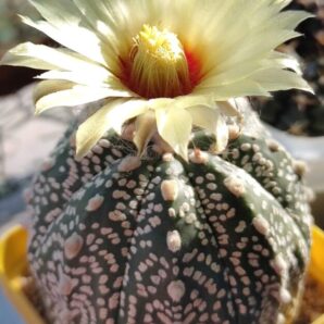 Astrophytum asterias sk