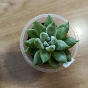 tolimanensis black Night clouds