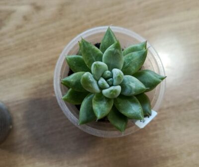 tolimanensis black Night clouds