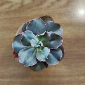 Echeveria Giant Blue