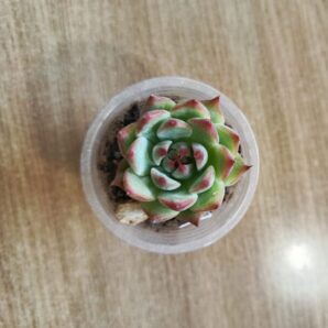 Echeveria chihuahuensis