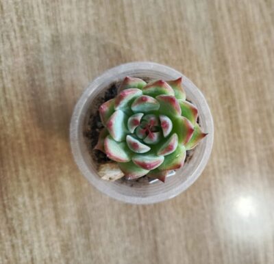 Echeveria chihuahuensis