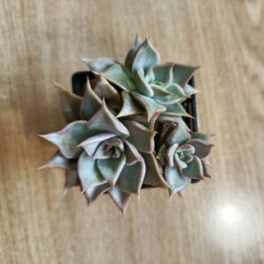 Echeveria Madiba за 3 рослини