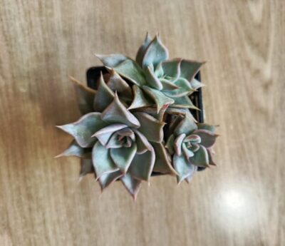 Echeveria Madiba за 3 рослини