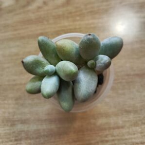 Pachyphytum ‘Captain Jessop’