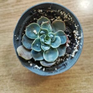 Echeveria raindrops