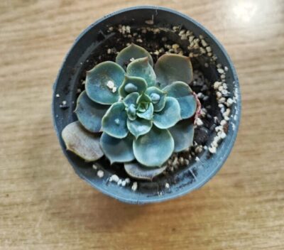 Echeveria raindrops