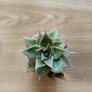 Echeveria Madiba