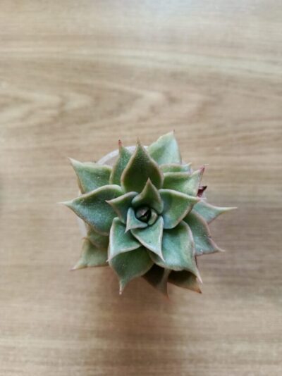 Echeveria Madiba