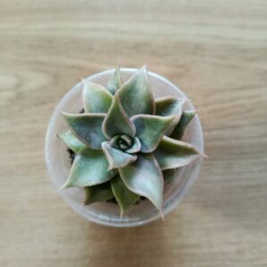 Echeveria Madiba