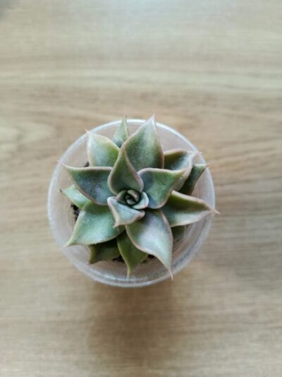 Echeveria Madiba