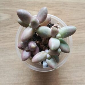 Pachyphytum ganzhou на 4 гілочки