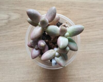 Pachyphytum ganzhou на 4 гілочки