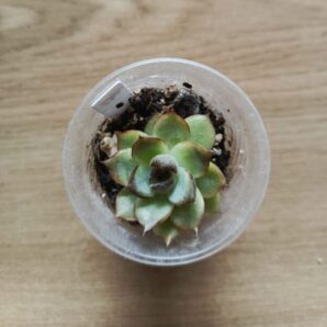 Echeveria Mirine