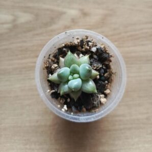 pachyveria dragonfly