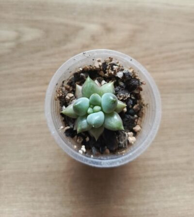 pachyveria dragonfly