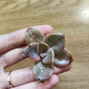 Зріз graptoveria bainesii