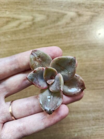 Зріз graptoveria bainesii