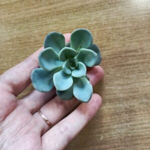Зріз Echeveria orpet