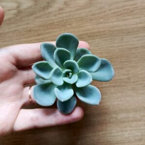 Зріз Echeveria orpet