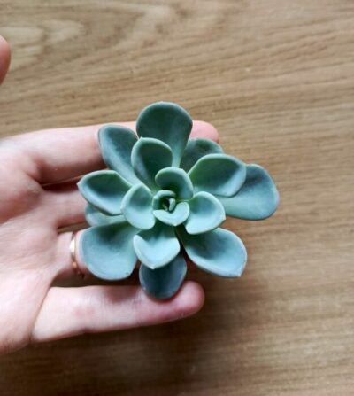 Зріз Echeveria orpet