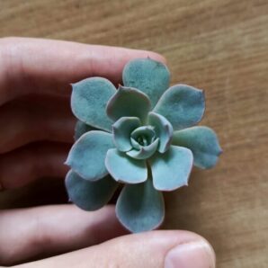 Зріз Echeveria subsessilis