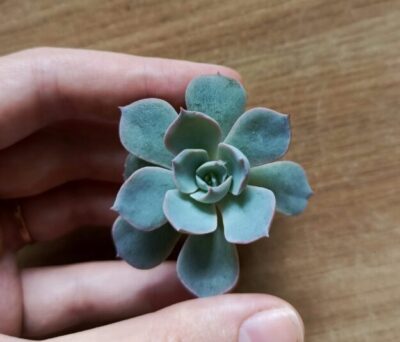 Зріз Echeveria subsessilis