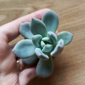 Зріз Echeveria Lovely pink