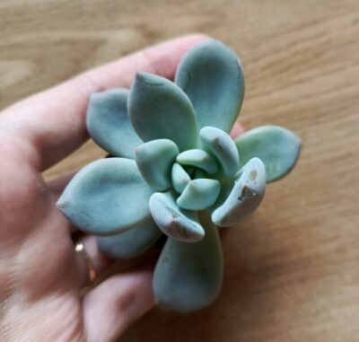 Зріз Echeveria Lovely pink