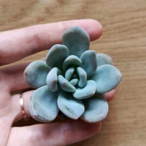 Зріз Echeveria Lovely pink
