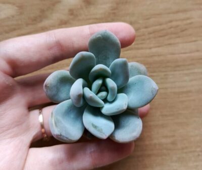 Зріз Echeveria Lovely pink