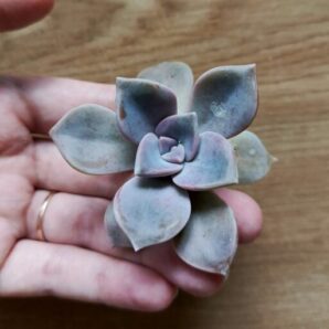 Зріз graptopetalum snow white( china)